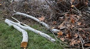 Yard Debris Removal example 5